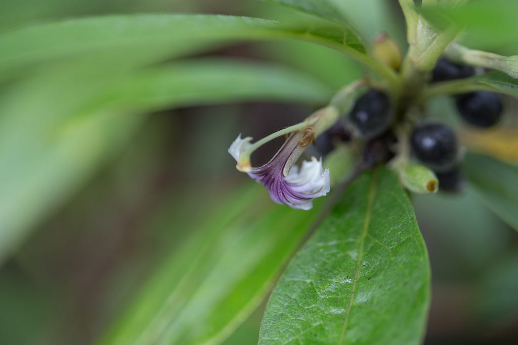 Close-up of naupaka kuahiwi (Scaevola mollis) flower and fruit. Half-flowers are purple and white, fruit are dark purple.