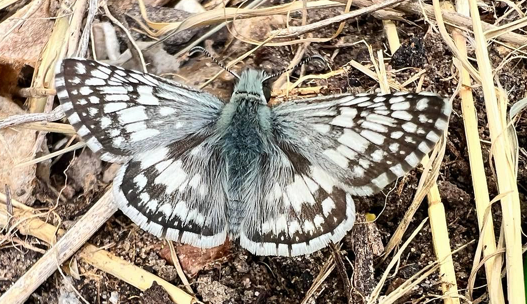 Checkered skipper light blue and brown spotted butterfly with wings spread on straw