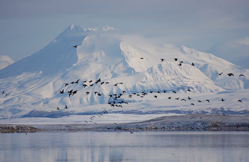 A flock of black brant fly over a body of water with a large snowy mountain in the background