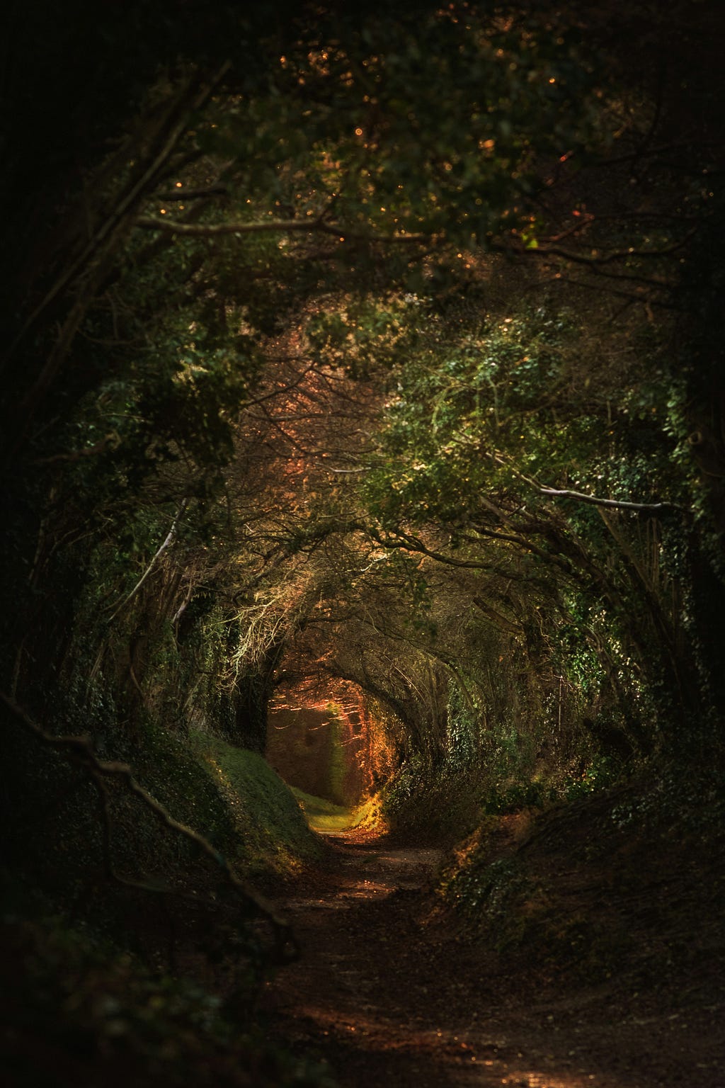 Trees of a forest bend in an arch to create a pathway through the forest