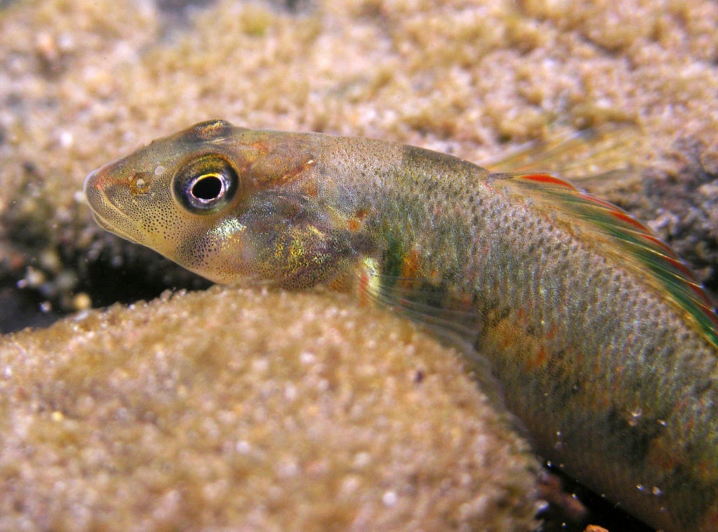 a portrait of a candy darter under water