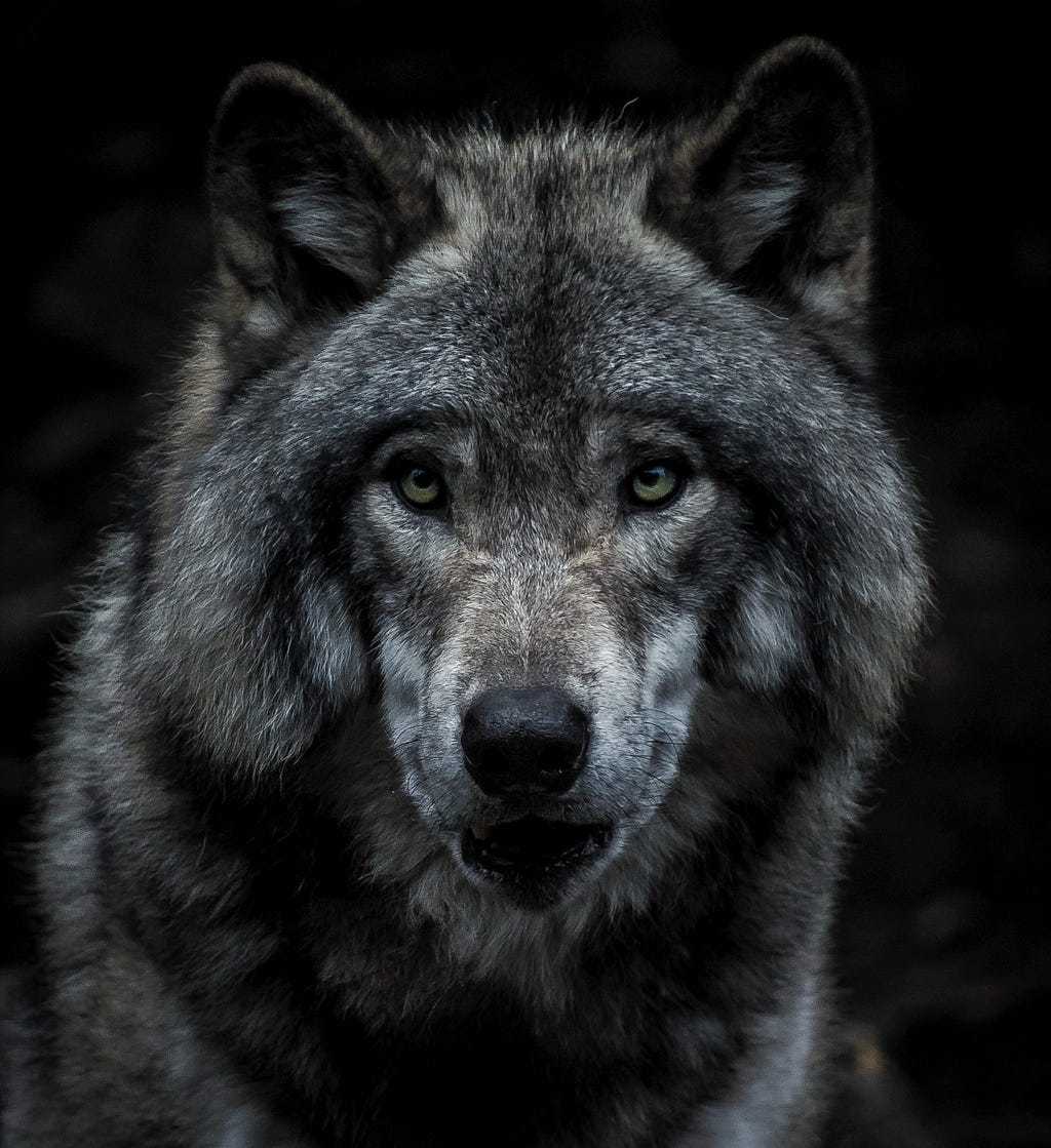 A close-up of a wolf. Photo by Marc-Olivier Jodoin and Unsplash.