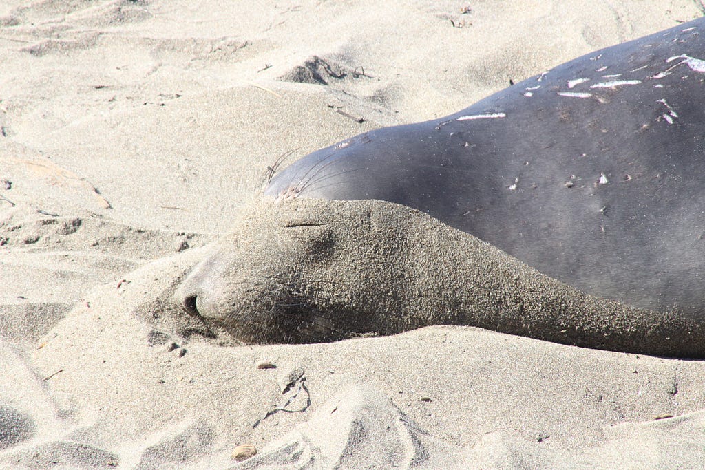 Juvenile male elephant seals don’t have large proboscis until puberty