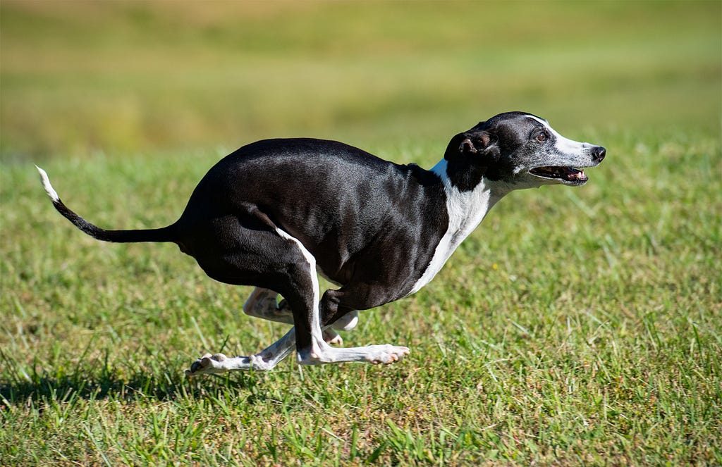 Zeppelin, an Italian greyhound, sprinting at full speed in mid air. Max speed of an Italian greyhound is 25 MPH.