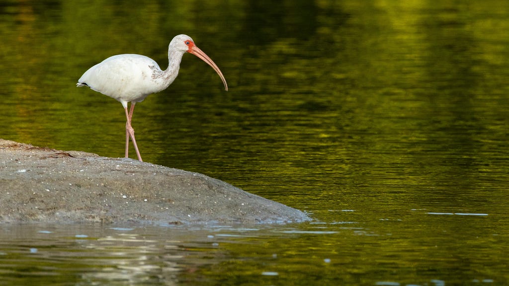 A beautiful white ibis (Eudocimus albus) at J. N. Ding Darling NWR.