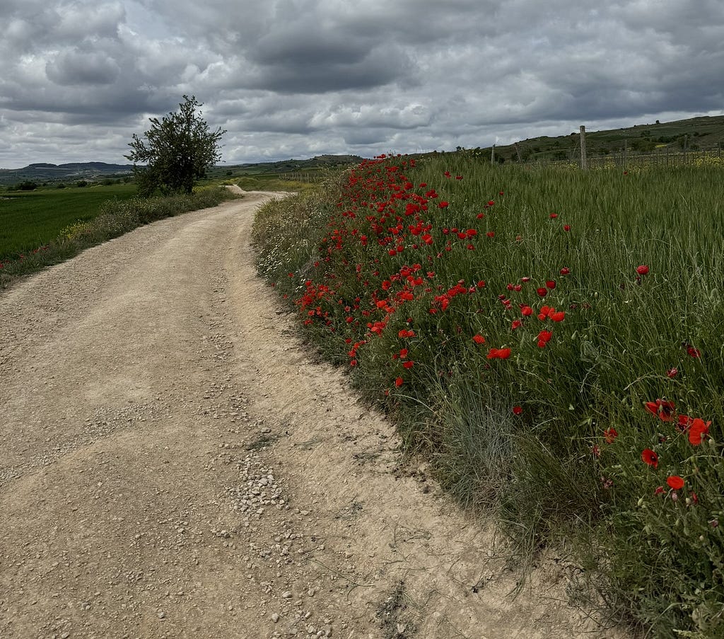 A dirt path winds through the photo. To the left of the path is a lone tree and to the right is a field lined by red poppies with black centers. The sky is cloudy.