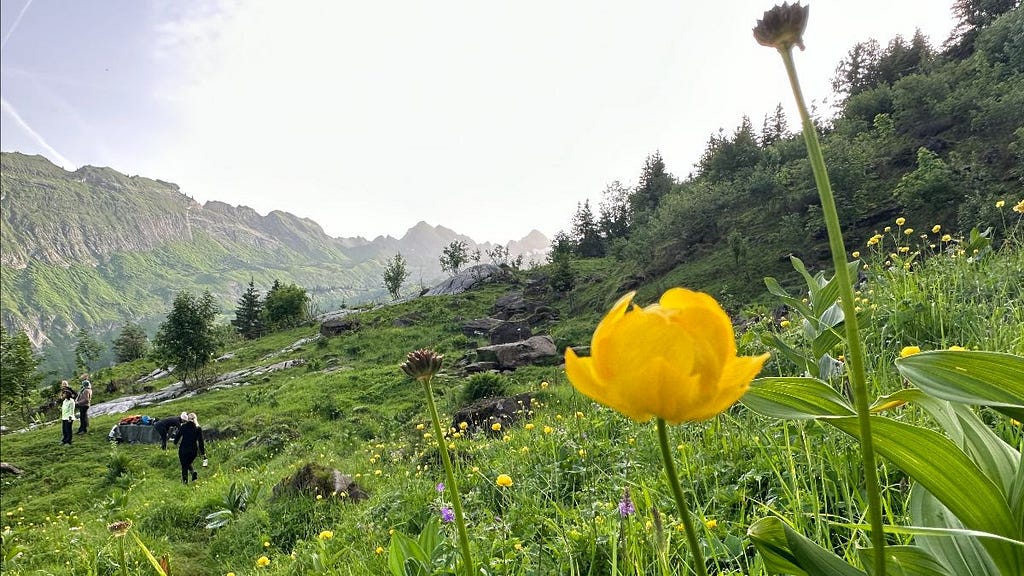 Yellow flower on a mountainside