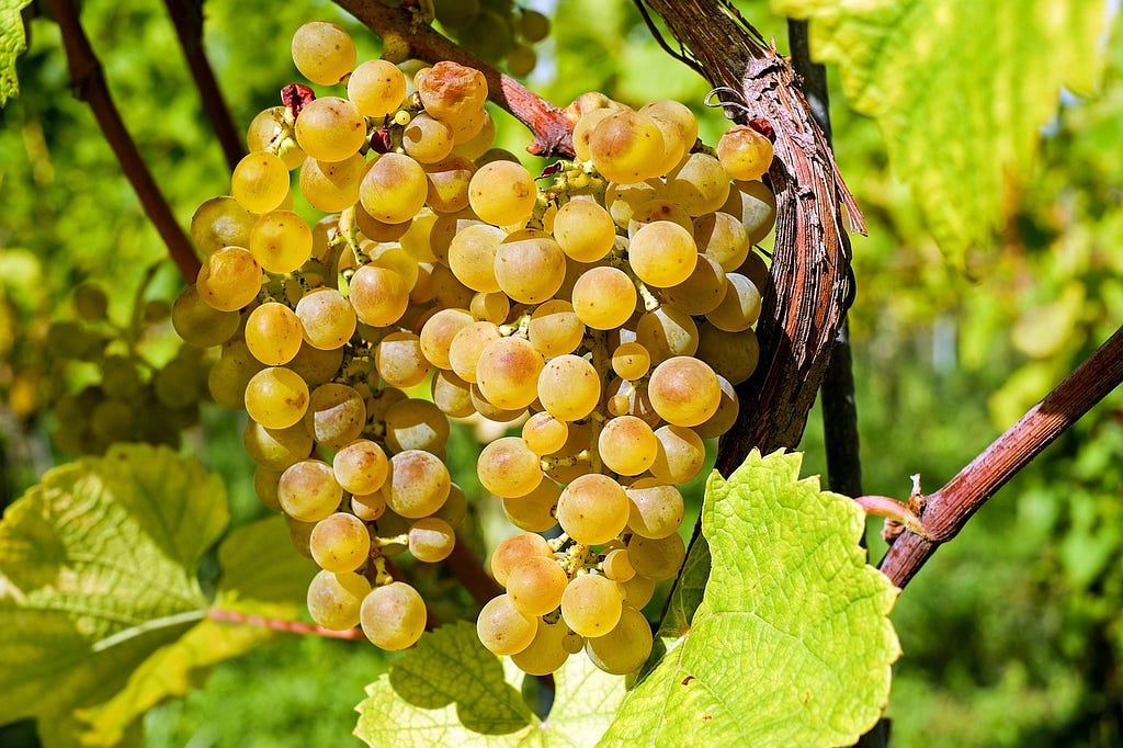 Close-up of yellow grapes on a vine. Image by Couleur from Pixabay.