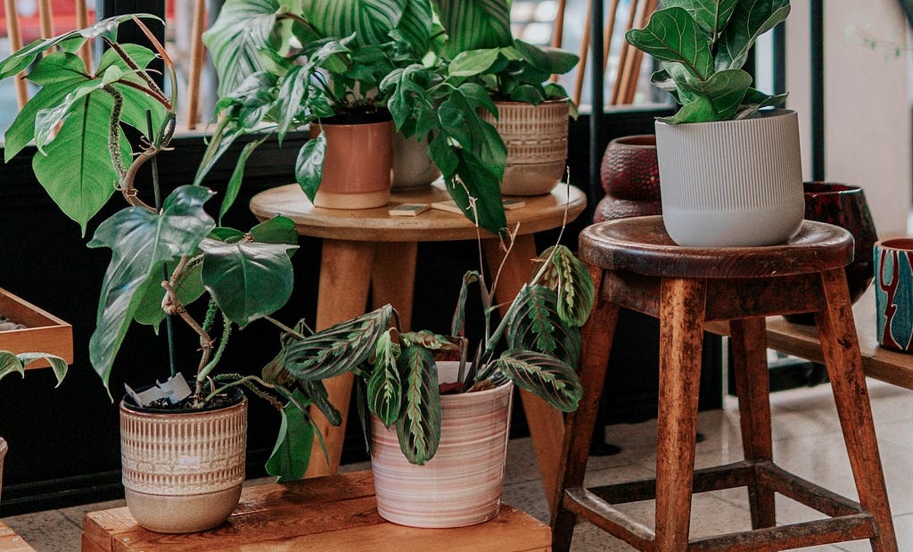 Indoor plants on wooden trays with limp leaves