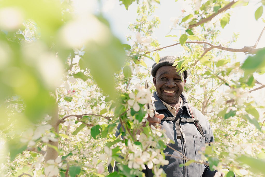 A farm worker named George, smiles at the camera while working in a cherry orchard.