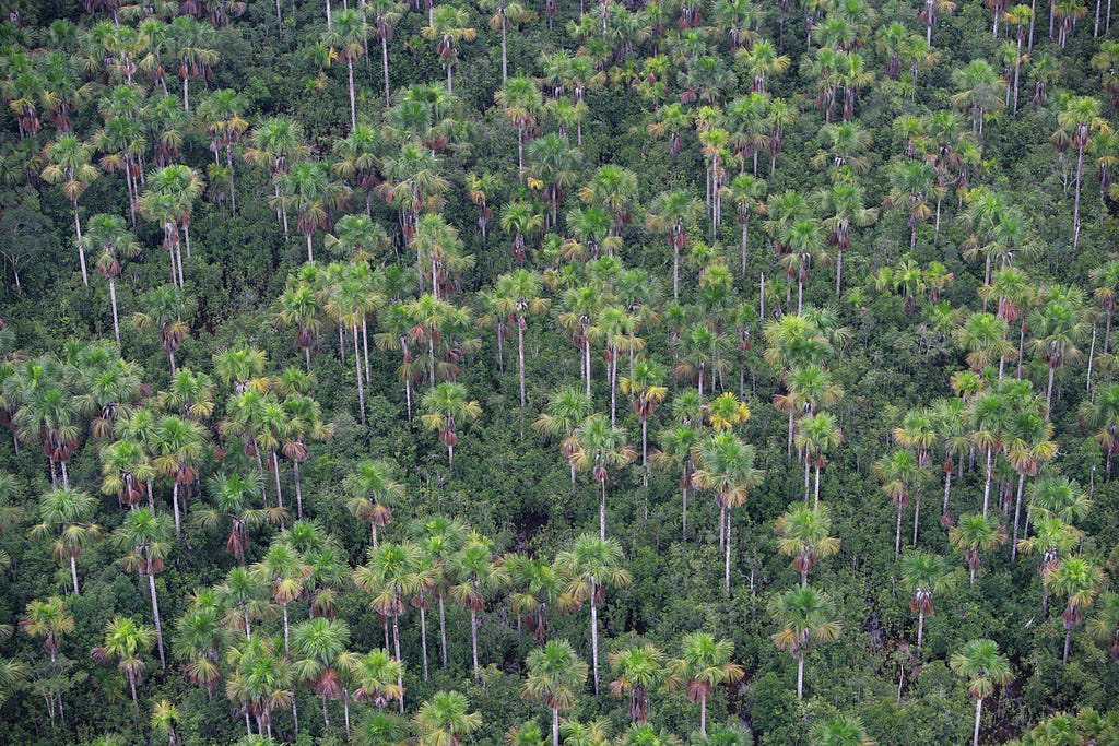 Aerial shot of the Amazon in the Loreto region of Peru.