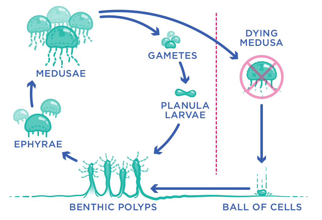 Figure 5. The life cycle of Turritopsis dohrnii. Source: Science.org.au