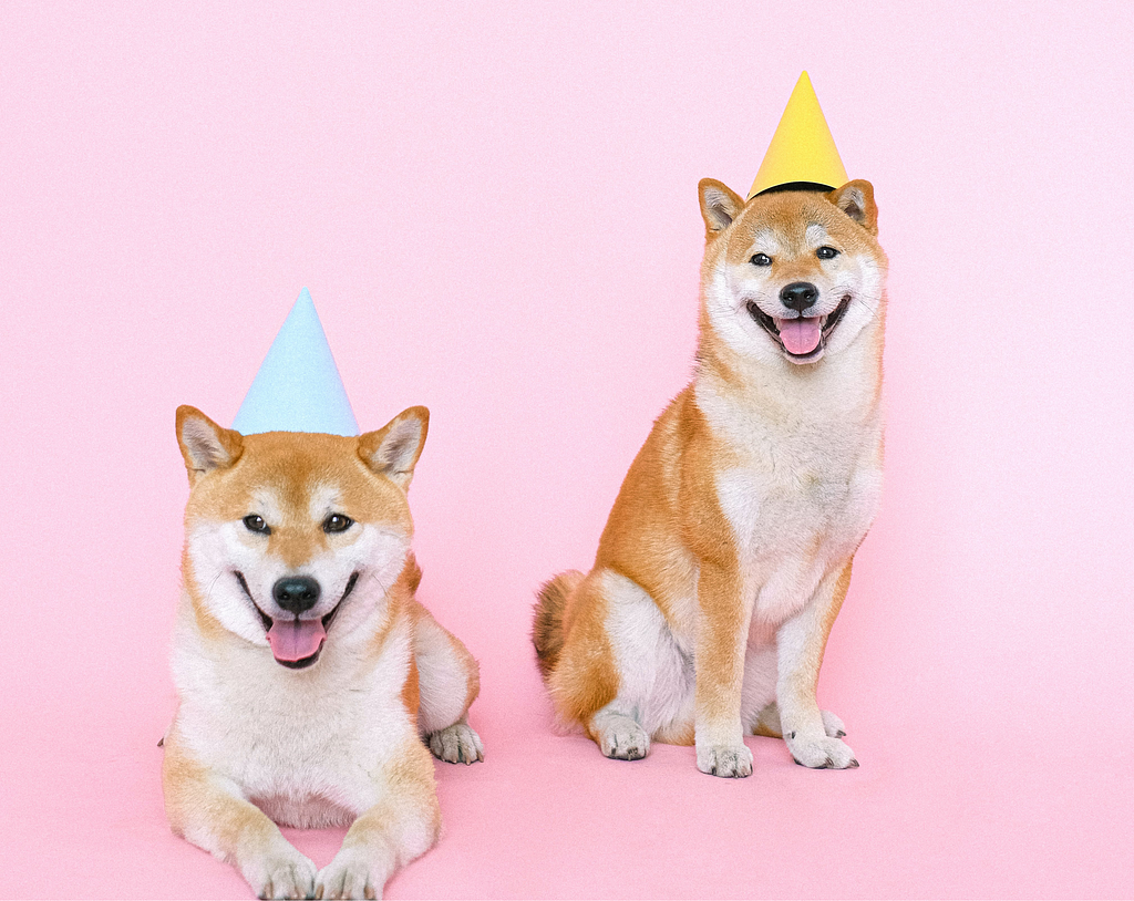 Dogs in birthday hats