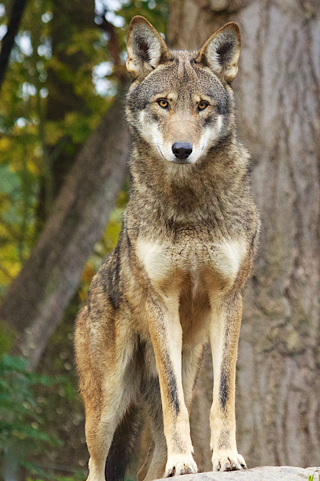 A striking photo of Red wolf taken at Point Defiance Zoo and Aquarium in Tacoma, WA