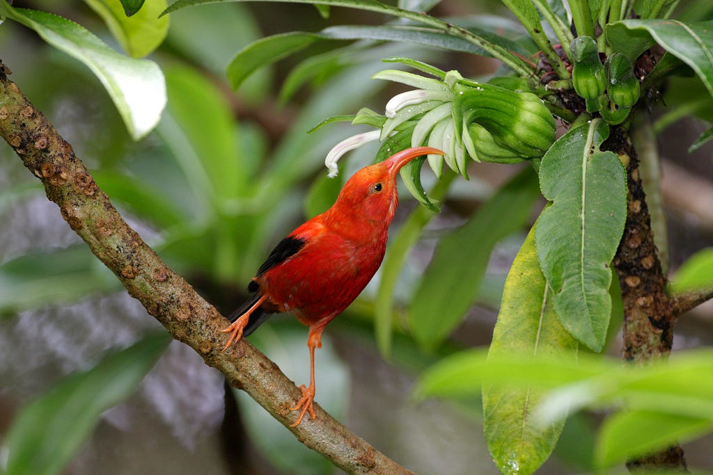 An ʻiʻiwi stands on a branch. It has bright red feathers with black wings. Its long, curved beak is open