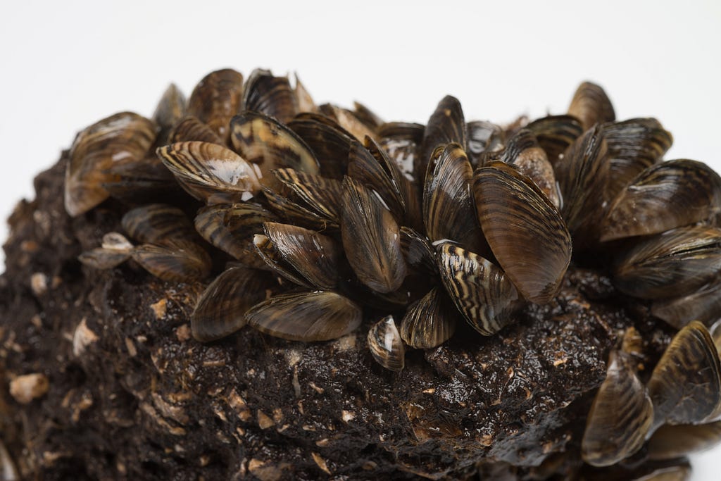 A cluster of zebra mussells