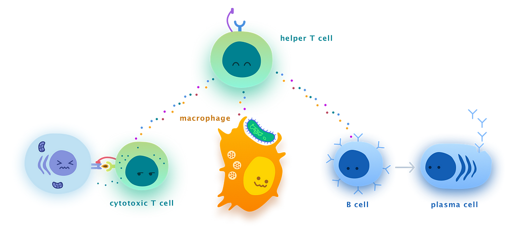 Helper T cell cheerfully sends chemical signals to cytotoxic T cells, macrophages, and B cells.