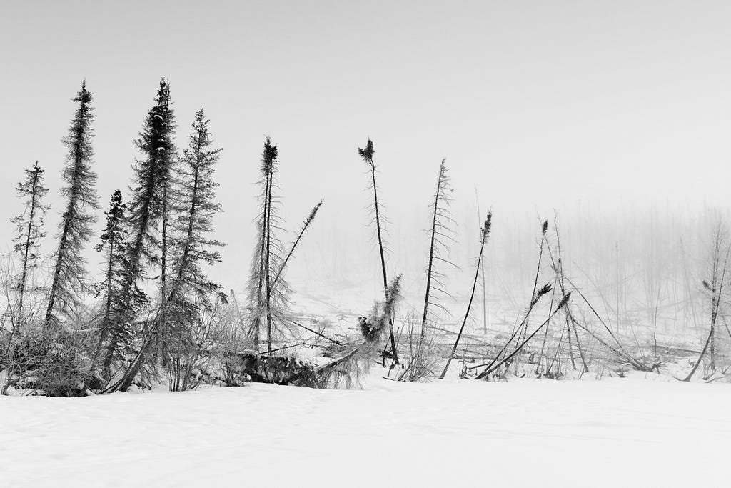 White snow covers a group of burned, standing trees called snags.