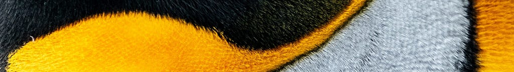 The skin on a penguin. Feeling comfortable in it’s own skin and fur. The vibrances of the yellows merging with the contrasts.