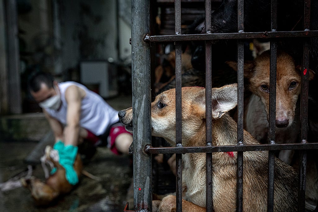 A dog pushes their snout through the bars of a cage while another peers into the camera at a slaughterhouse on Huu Hung Street in Hanoi, Vietnam. Destined to be killed for their meat, these caged dogs have a full view of the other individuals slaughtered before them. These dogs will suffer the same fate as the dead dog behind them, whose body lies on the ground as a worker extracts their internal organs. Vietnam, 2022. Aaron Gekoski / Asia for Animals Coalition / We Animals Media