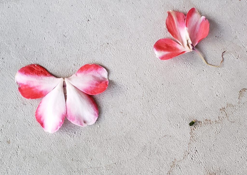 Photo of two fallen pink & white flowers on slightly stained concrete. One flower has four petals, and is opened in the shape of a butterfly. The other flower is folded on itself, with the petals joined at a base and spreading out from each other, a this stem visibly crinkled from the base.