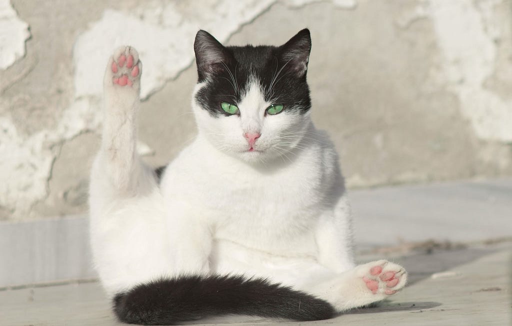 A black and white cat is posing suggestively with her hind leg lifted.