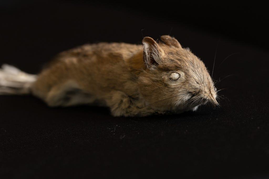 Picture of a mouse-liked sengi.