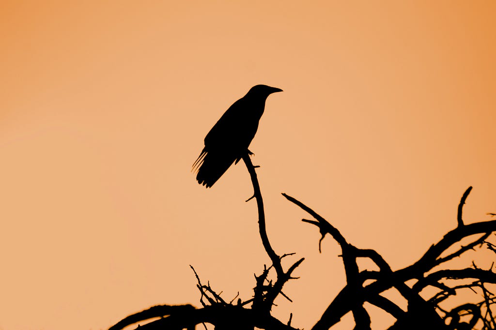 A crow on the branch of a tree