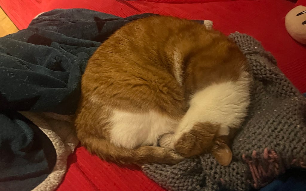 An orange cat sleeping in a position of a shrimp. Or a cinnamon bun.