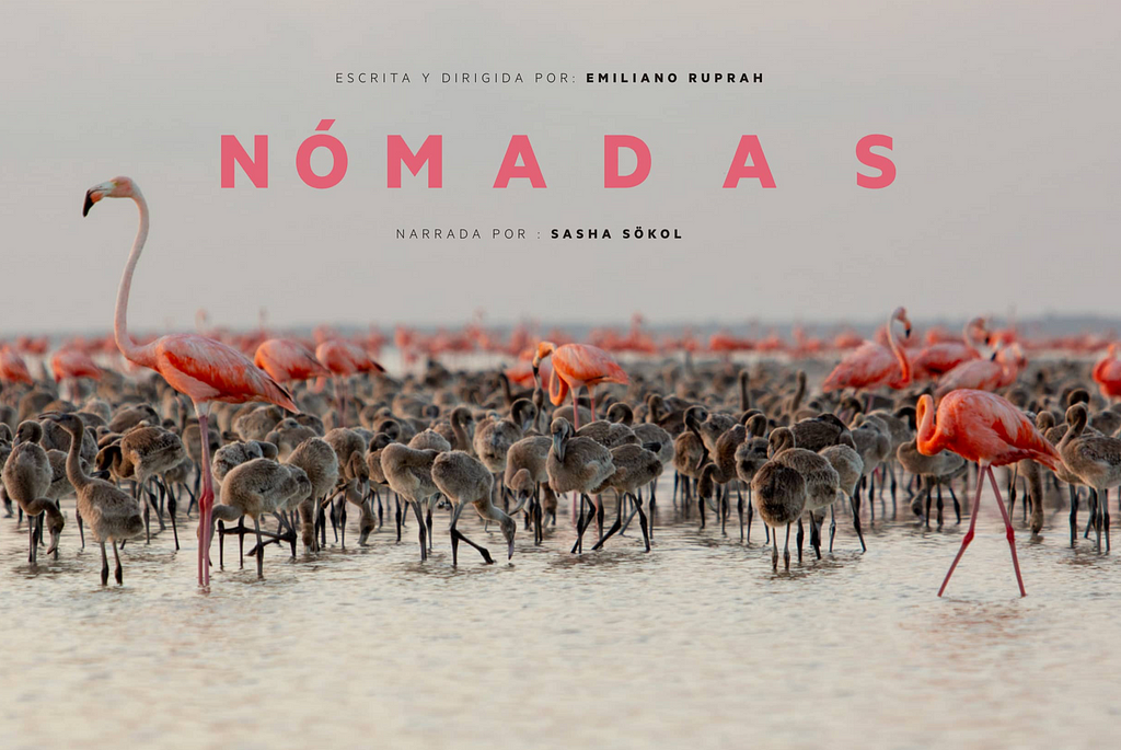 Film poster for Nómadas — pink adult flamingos and their brown babies stand on a sandy shore.