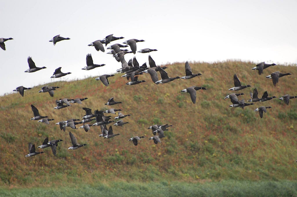 a flock of Pacific black brant take off