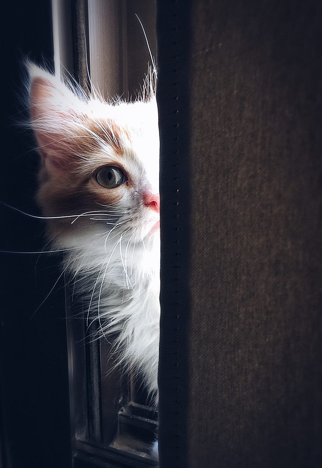 A close up of an inquisitive cat