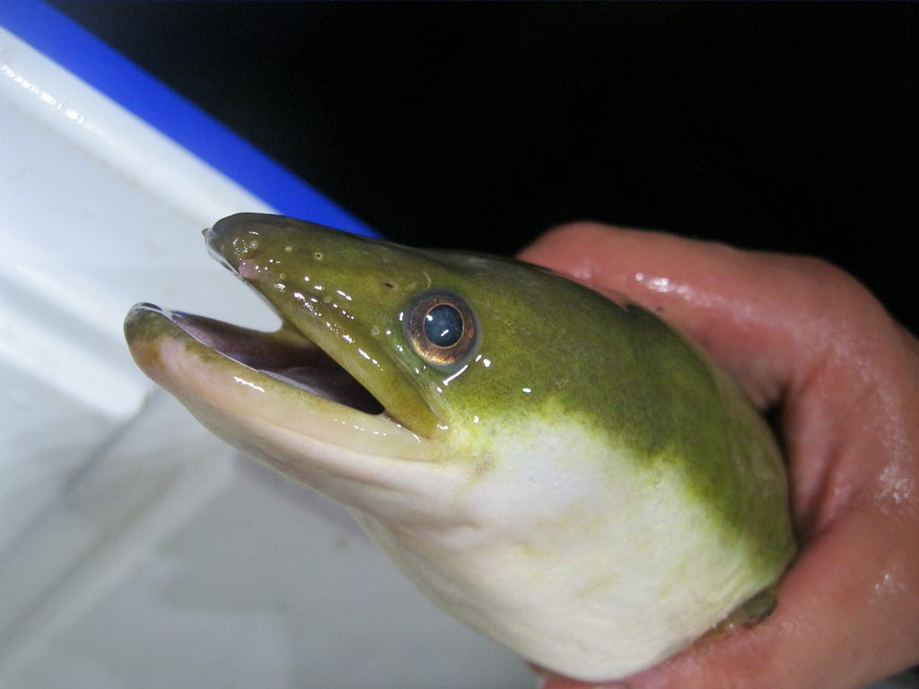 A hand holding an eel right behind the head to show a close-up of the eel.