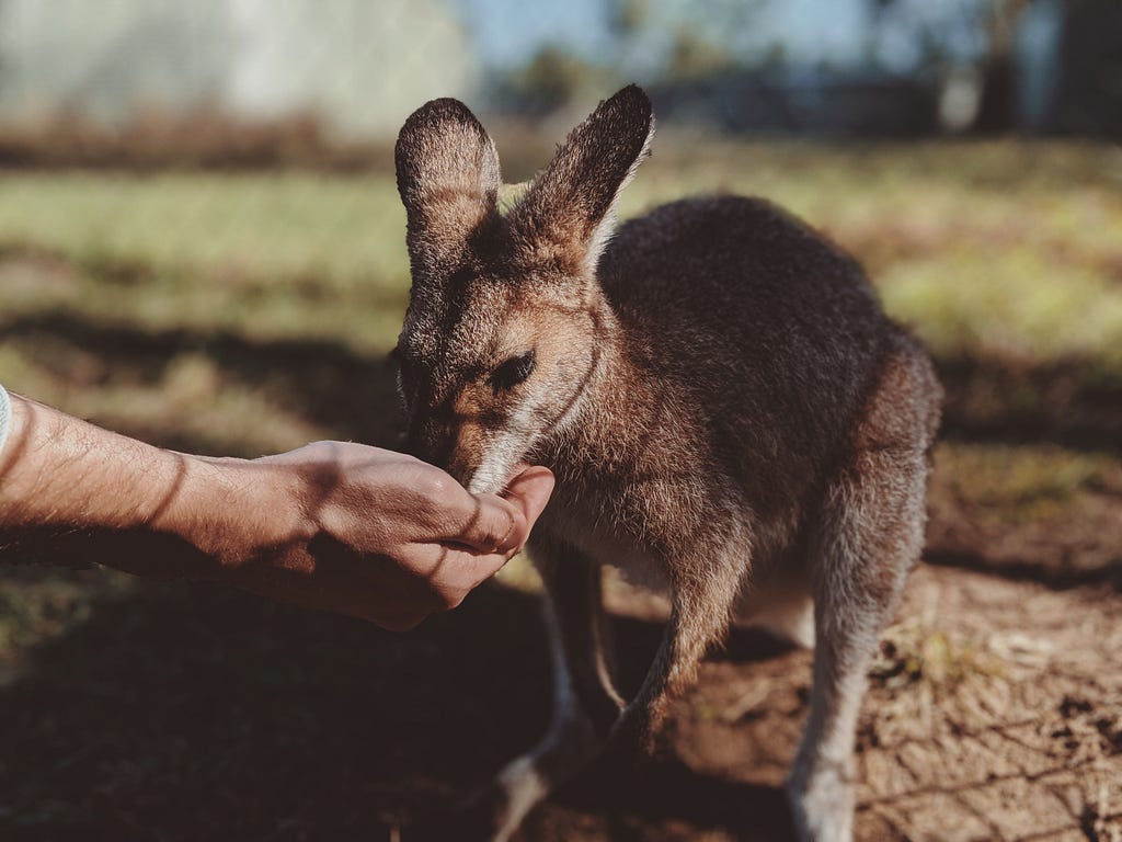 Person’s hand feeding a kangaroo