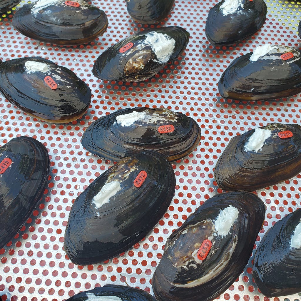 Several freshwater mussels with numbered tags on a tray
