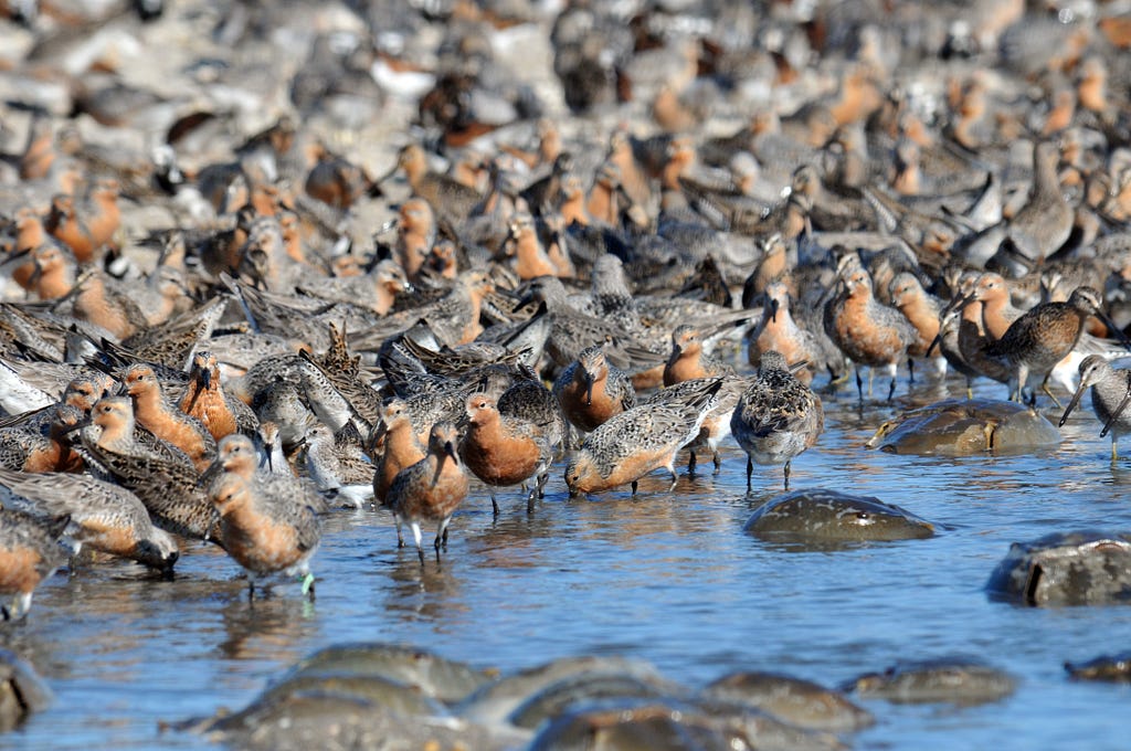 dozens of birds along the water’s edge