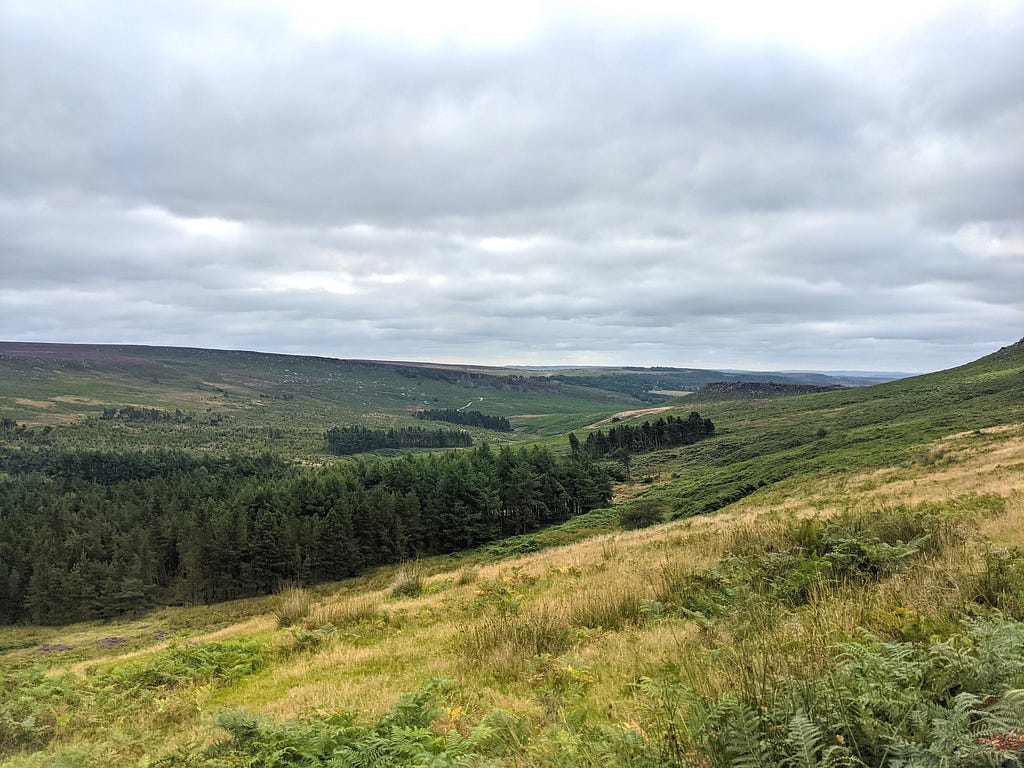 Green hills — one heading down towards a large collection of tall dark green trees, and one headed up the other side.