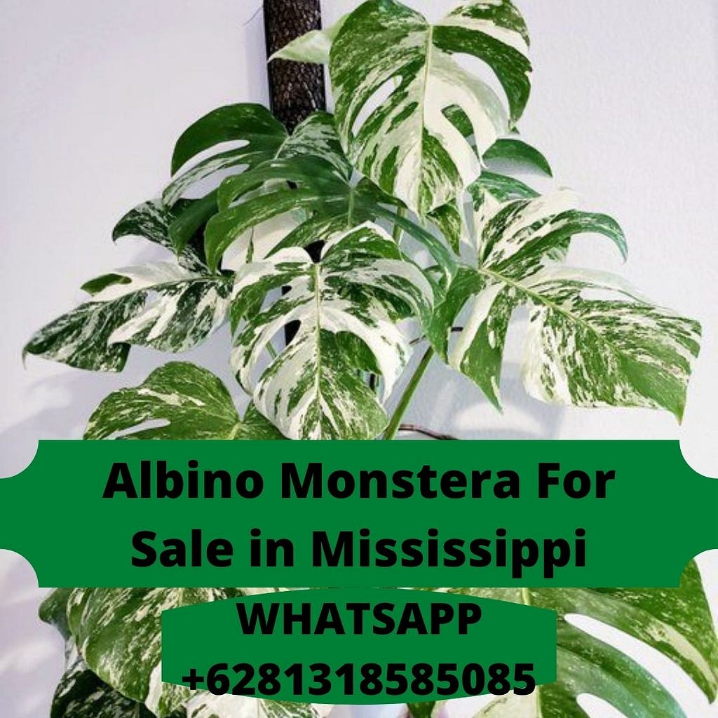 Albino Monstera For Sale in Mississippi, Albino Monstera Importer in Mississippi, Albino Monstera seller in Mississippi, selling Albino Monstera in Mississippi, Albino Monstera Exporter in Mississippi, Albino Monstera in Mississippi