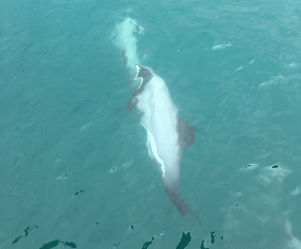 A black, white and grey dolphin swimming on its side just below the surface. Its head is facing the top of the picture.