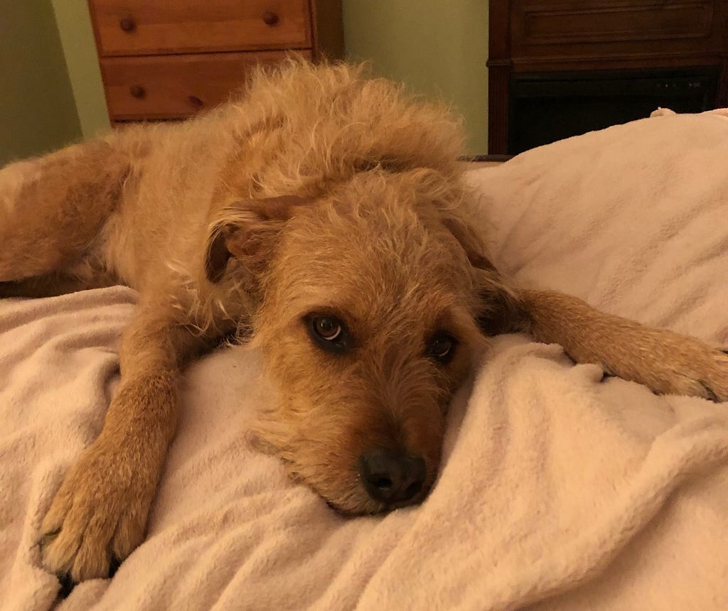 A scruffy brown dog sprawled on a bed.