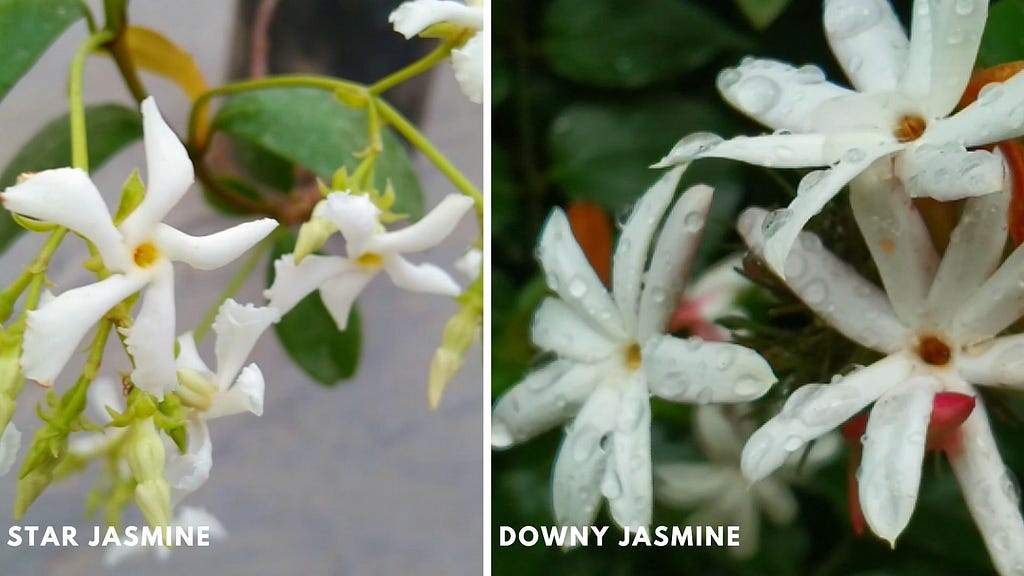 Star Jasmine and Downy Jasmine Flower Petals Difference (Jasminum Multiflorum) VS (Trachelospermum Jasminoides)