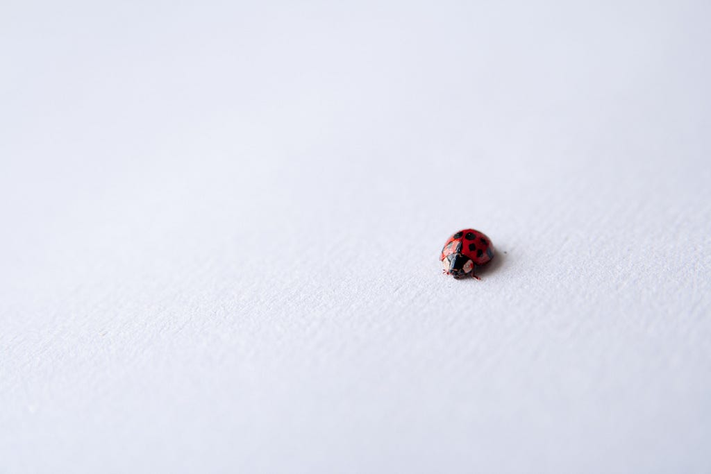 Ladybird very small on a white surface.