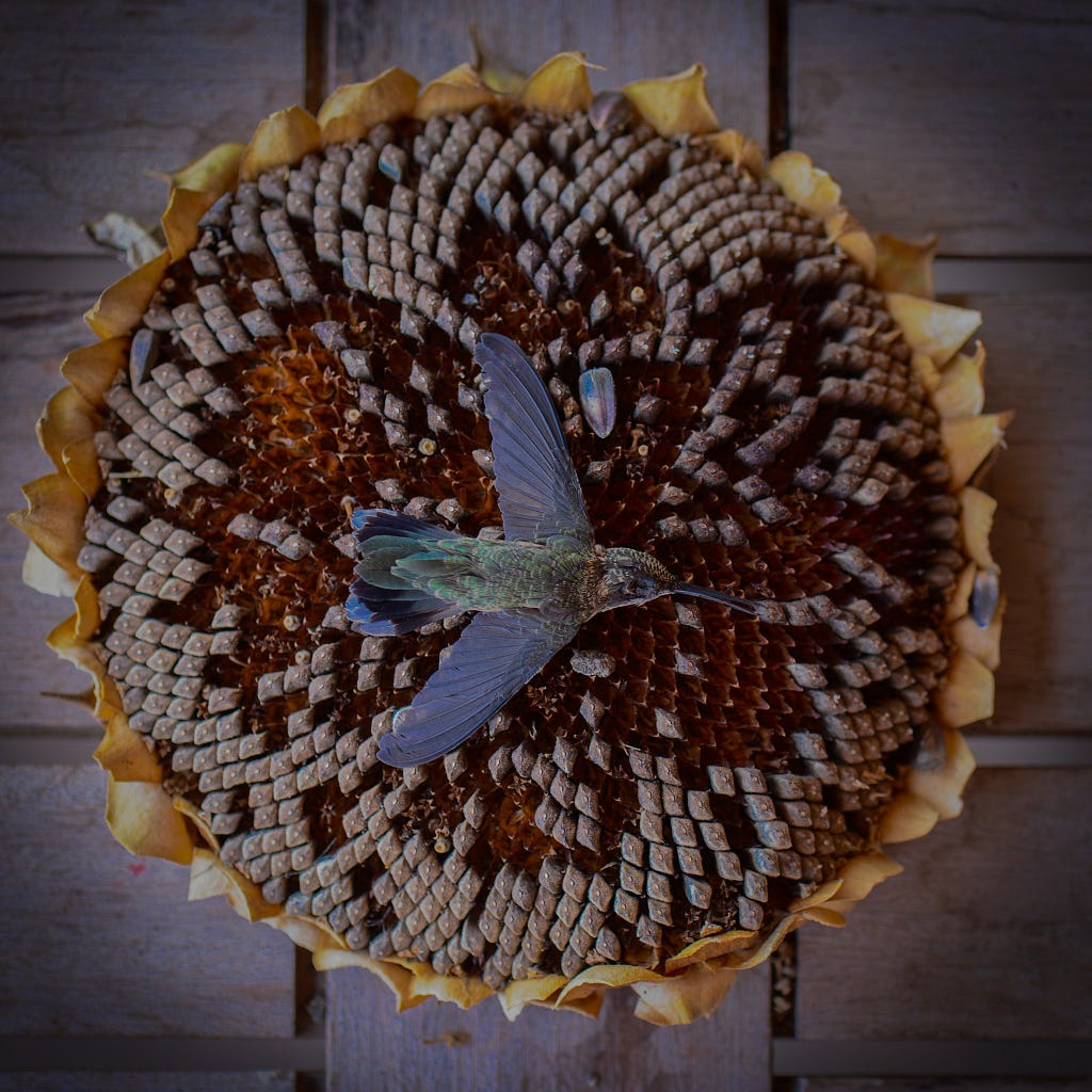 The corpse of a hummingbird lies on top of a withering sunflower head. Photo by Wendy Johnson