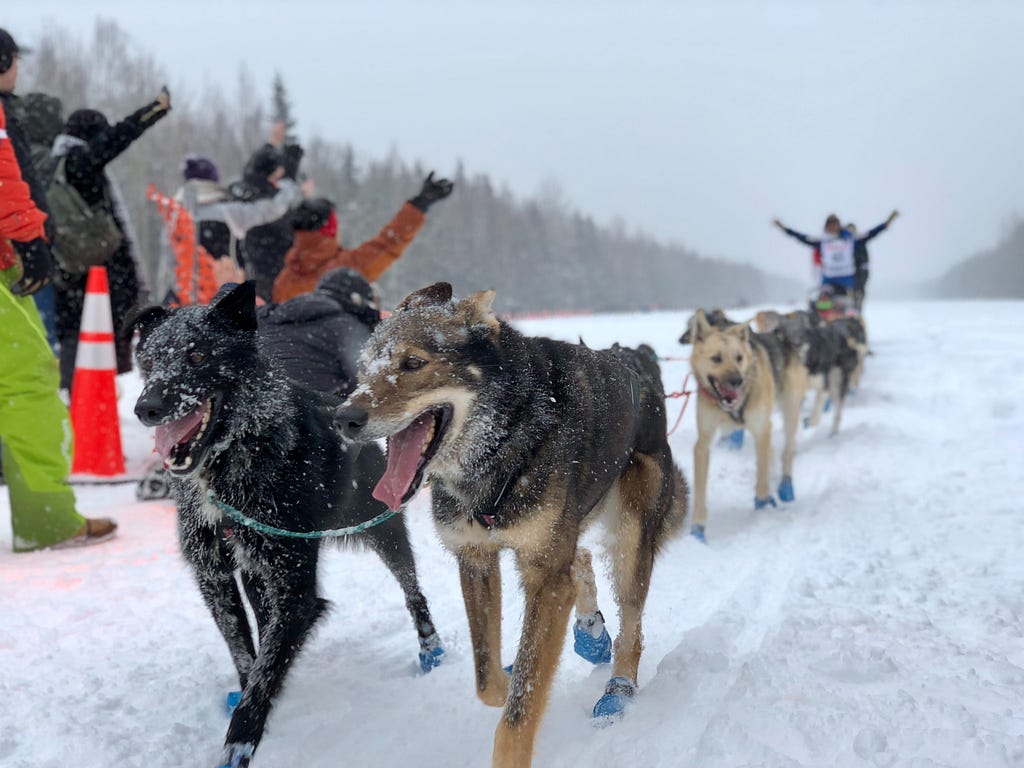 A team of sled dogs photographed mid-race.