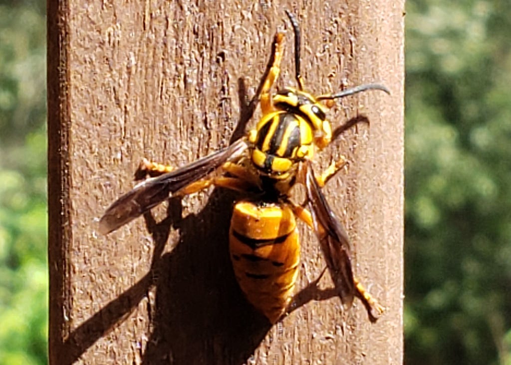 A queen yellowjacket rests on a deck railing with plants in the background.