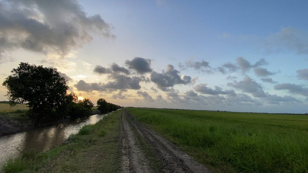 Rice fields on the left and pontoon trenches on the right.