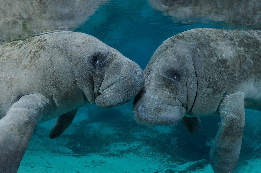 Two manatees touches noses underwater