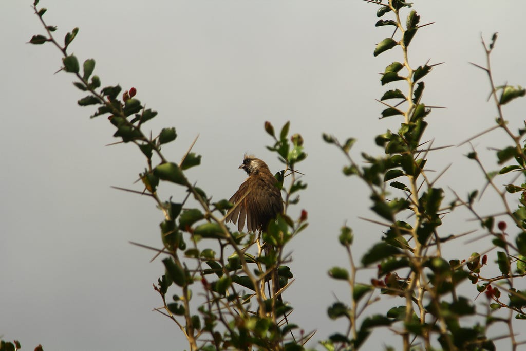 Pretty bird perched on a thorny plant.