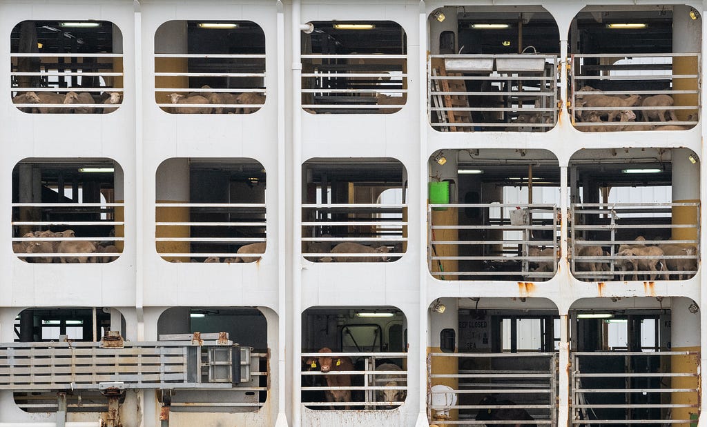 Animals transported by sea from Australia to the Middle East, Israel 2018