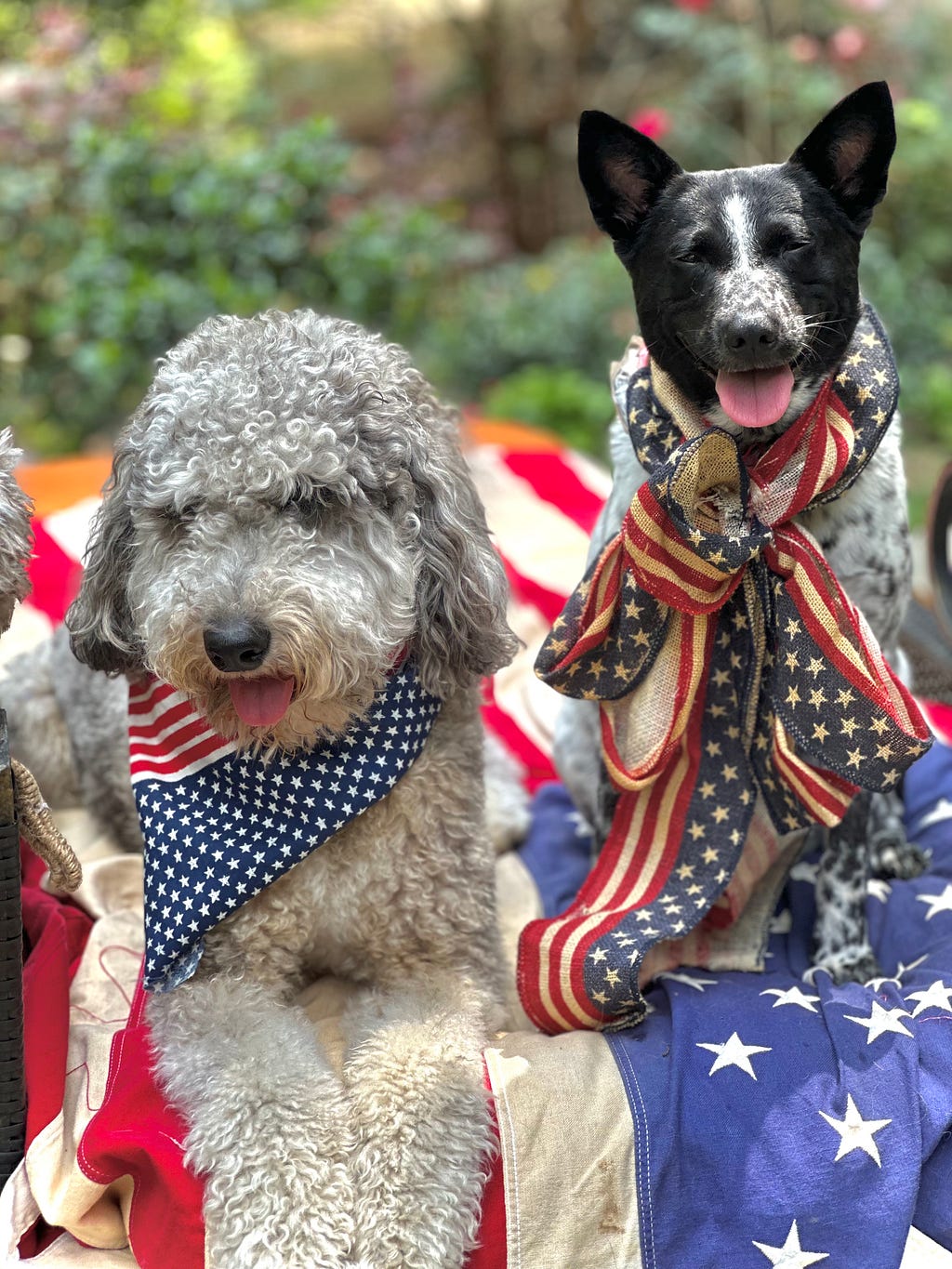 My doggie and her friend showing some spirit!